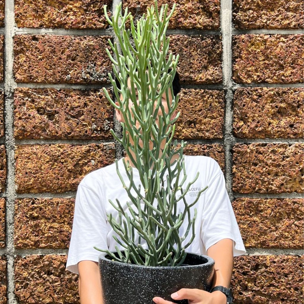 เขากวางออสเตรเลียEuphorbia​