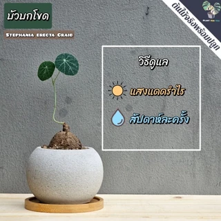 🌰ต้นบัวบกโขด (Stephania erecta Craib) พร้อมกระถาง+จานรองไม้+หินภูเขาไฟแต่งหน้ากระถาง