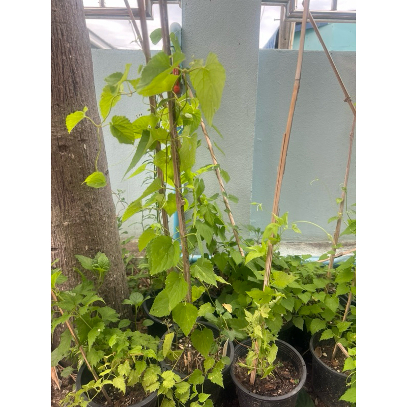 ต้นฮอปส์ Hallertau Hops ต้นกล้าฮอปส์