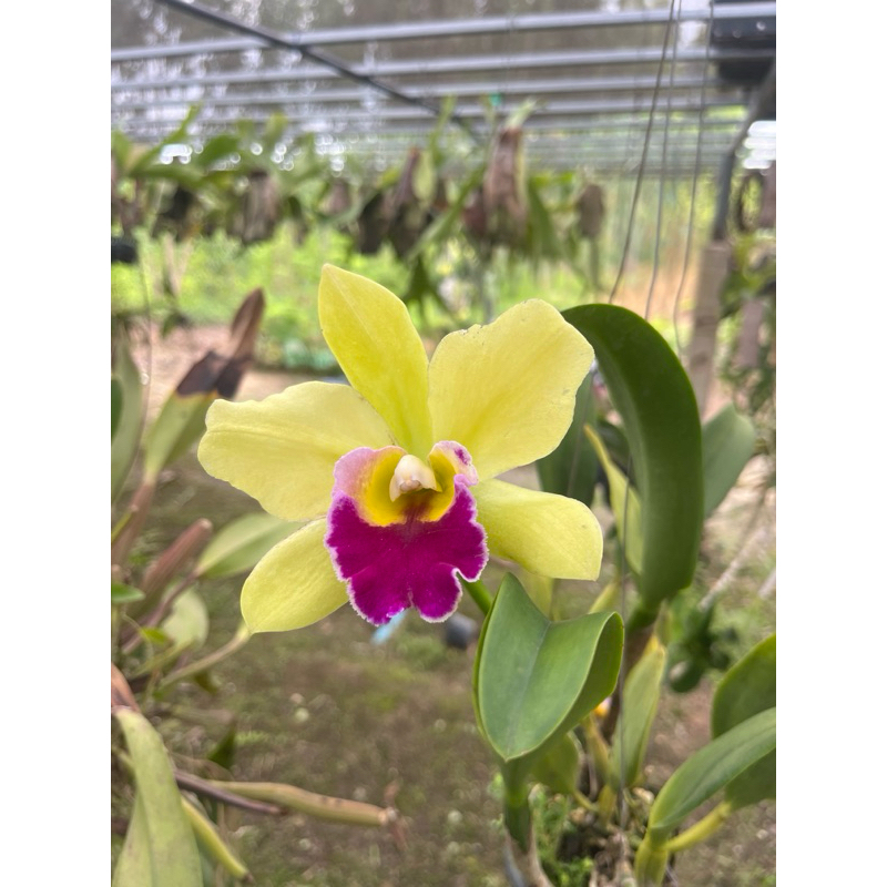 orchids cattleya กล้วยไม้ lord greenworth