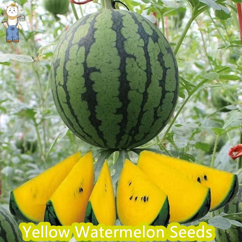 เมล็ดพันธุ์แตงโม เมล็ดแตงโม เนื้อสีเหลือง หวานสุดๆ บรรจุ 20เมล็ด Yellow Watermelon Seeds Fruit Seeds for Planting