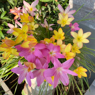 หัวดอกบัวดิน คละสี 50 หัว มีแถม 🪷(คละสี)ขุดตามออเดอร์(แถมปุ๋ยบำรุงต้น) 🌈💓