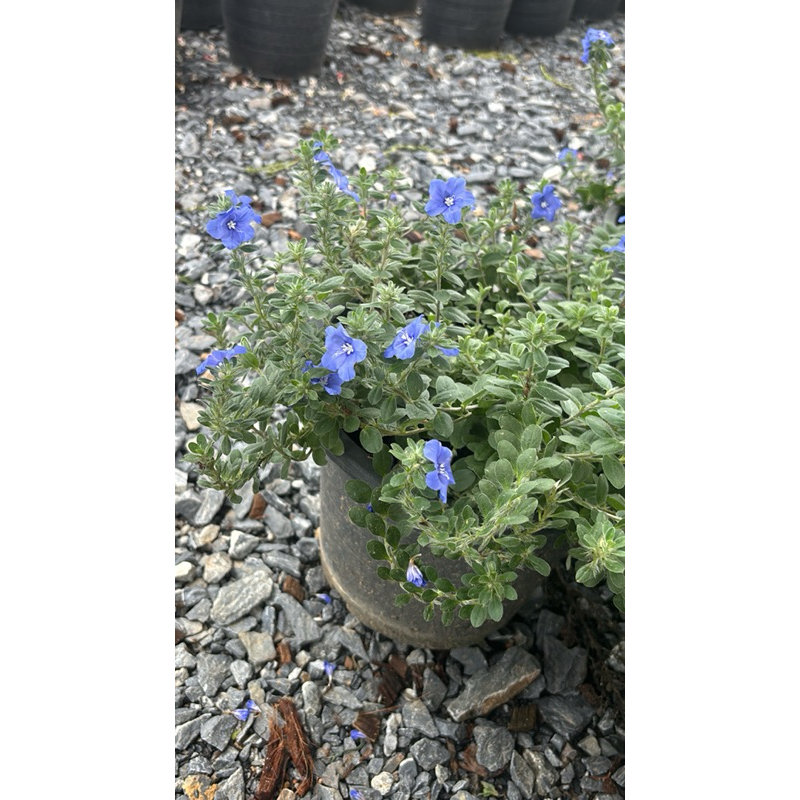 ต้นดอกฟ้าประดิษฐ์ Ground-morning Glory #ดอกไม้ทานได้ #ออกดอกทั้งปี