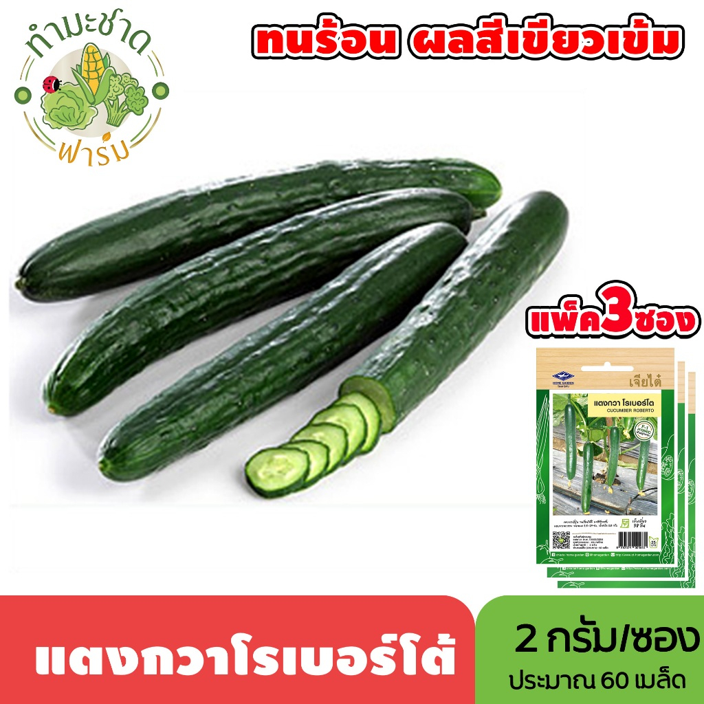 [แพ็ค 3 ซอง] เจียไต๋ เมล็ดพันธุ์ แตงกวาโรเบอร์โต้ ขนาดซองละ2กรัม ประมาณ60เมล็ด/ซอง Japanese Cucumber แตงกวาญี่ปุ่น เมล็ด