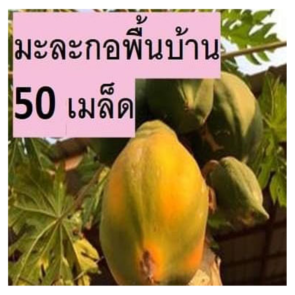 มะละกอพื้นบ้าน สวนแทนใจไร่ดอกเหงื่อ เมล็ดพันธุ์ ปลูกต่อได้ - รูปที่ 2