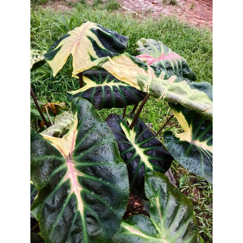โคโลคาเซียไอติมกะทิ(Colocasia Itim-Kati)ไม้ฟอกอากาศ ไม้มงคล บอนสี ไม้ประดับ  ราคาถูกสุดๆ ไม้ด่าง ไม้หายาก