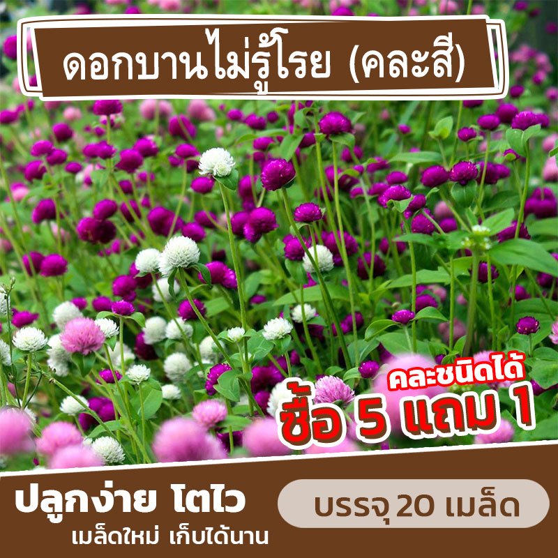 เมล็ดพันธุ์ ดอกบานไม่รู้โรย คละสี แบ่งขาย 20 เมล็ด (ซื้อ 5 แถม 1)