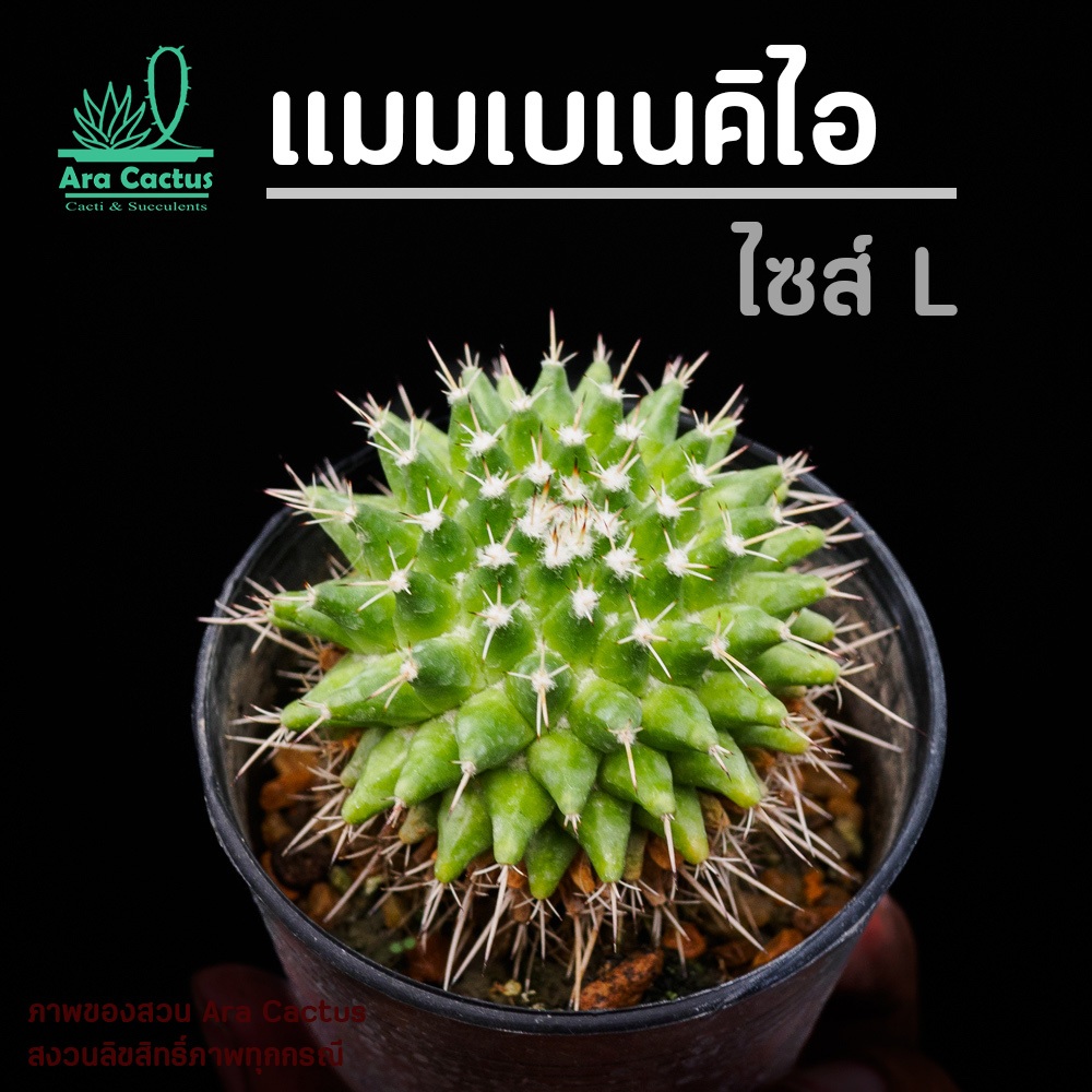 สวนขายเอง! แมมบูคาเลนซิส Mammillaria bucareliensis ไซส์กระถาง 2-3 นิ้ว แคคตัส กระบองเพชร ต้นไม้ประดับ อวบน้ำ แคนตัส