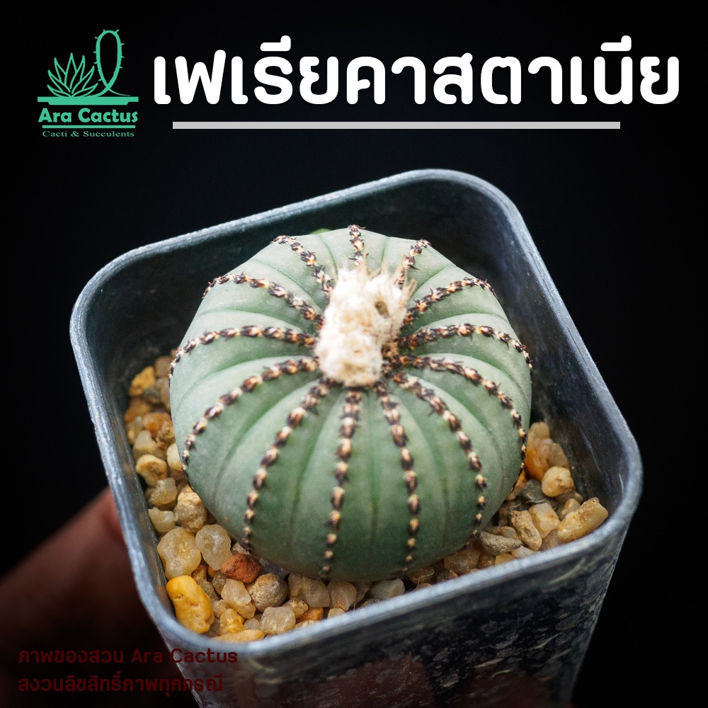 สวนขายเอง! เฟเรียแคสเตเนีย Frailea castanea ไซส์กระถาง 2 นิ้ว แคคตัส แคนตัส กระบองเพชร ตะบองเพชร ต้นไม้ประดับ อวบน้ำ