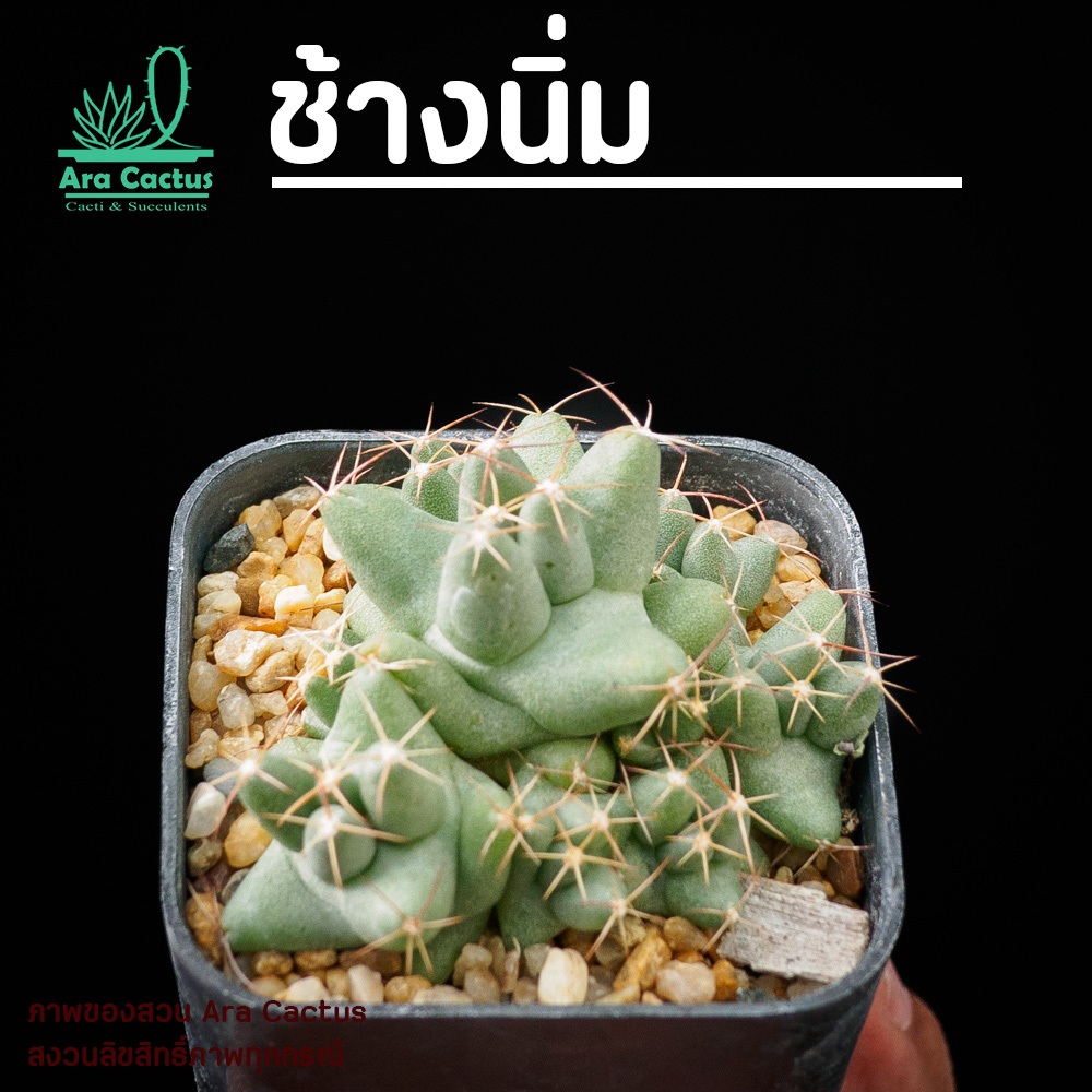 สวนขายเอง! ช้างนิ่ม Coryphantha macromeris v. runyonii ไซส์กระถาง 2 นิ้ว แคคตัส กระบองเพชร ต้นไม้ประดับ อวบน้ำ แคน
