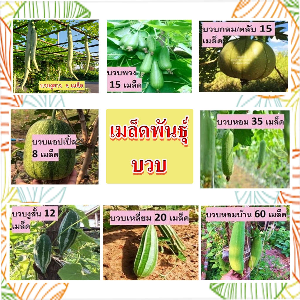 บวบพื้นบ้าน สวนแทนใจไร่ดอกเหงื่อ เมล็ดพันธุ์ เก็บปลูกต่อได้