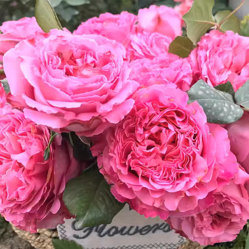 กุหลาบ Cepheus Rose เซฟิอุส กุหลาบฝรั่งเศส ดอกใหญ่มากๆ