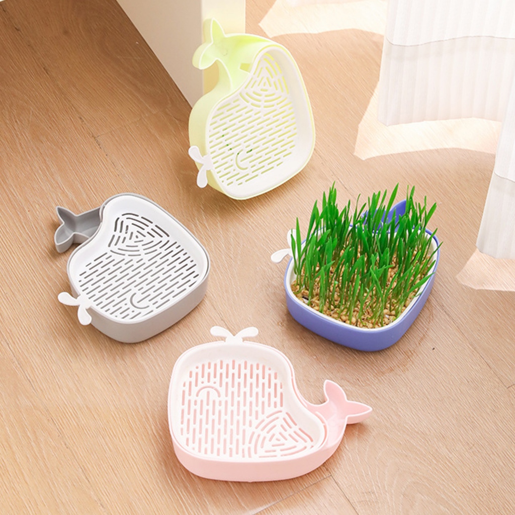 susupet ชุดปลูกหญ้าแมว หญ้าแมว เมล็ดข้าวสาลี ถาดเพาะต้นอ่อน ชุดปลูกต้นสาลี ข้าวบาร์เล่ย์ - รูปที่ 3