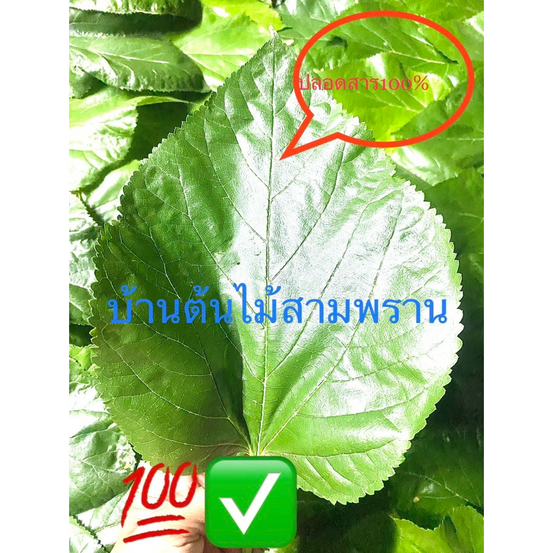 ใบหม่อนสดพันธุ์เชียงใหม่60เก็บสดจากต้นส่งวันต่อวันปลอดสาร100%