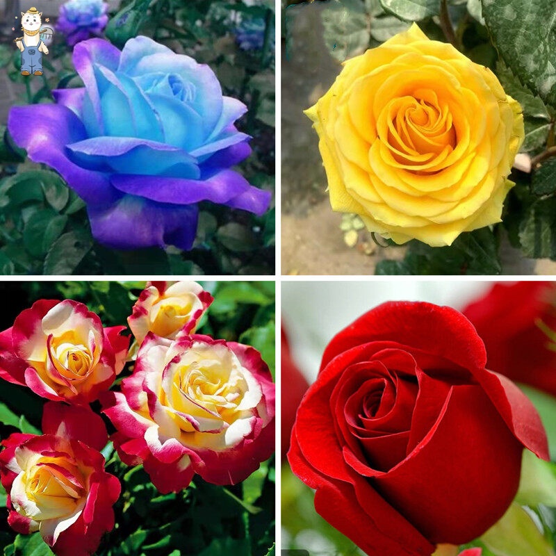 ปลูกง่าย ปลูกได้ทั่วไทย บอนสี 100 เมล็ด เมล็ดบอนสี  บอนสีหายาก ต้นไม้ประดับ ไม้ประดับ Colorful Rainbow Rose Flower Seeds - รูปที่ 4