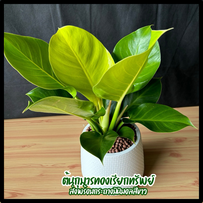 ต้นกุมารทองเรียกทรัพย์ส่งพร้อมกระถางมินิมอลสีขาว ต้นไม้มงคลเรียกทรัพย์ต้นไม้เสริมดวงไม้ประดับตกแต่งบ้าน
