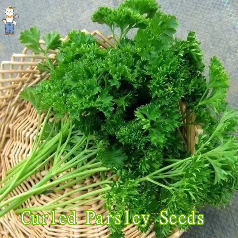 เมล็ดพันธุ์ พาสเลย์อิตาเลี่ยนใบใหญ่ 100เมล็ด Parsley Seed เมล็ดพันธุ์แท้100% นำเข้าจากต่างประเทศ ราคาถูก ดี
