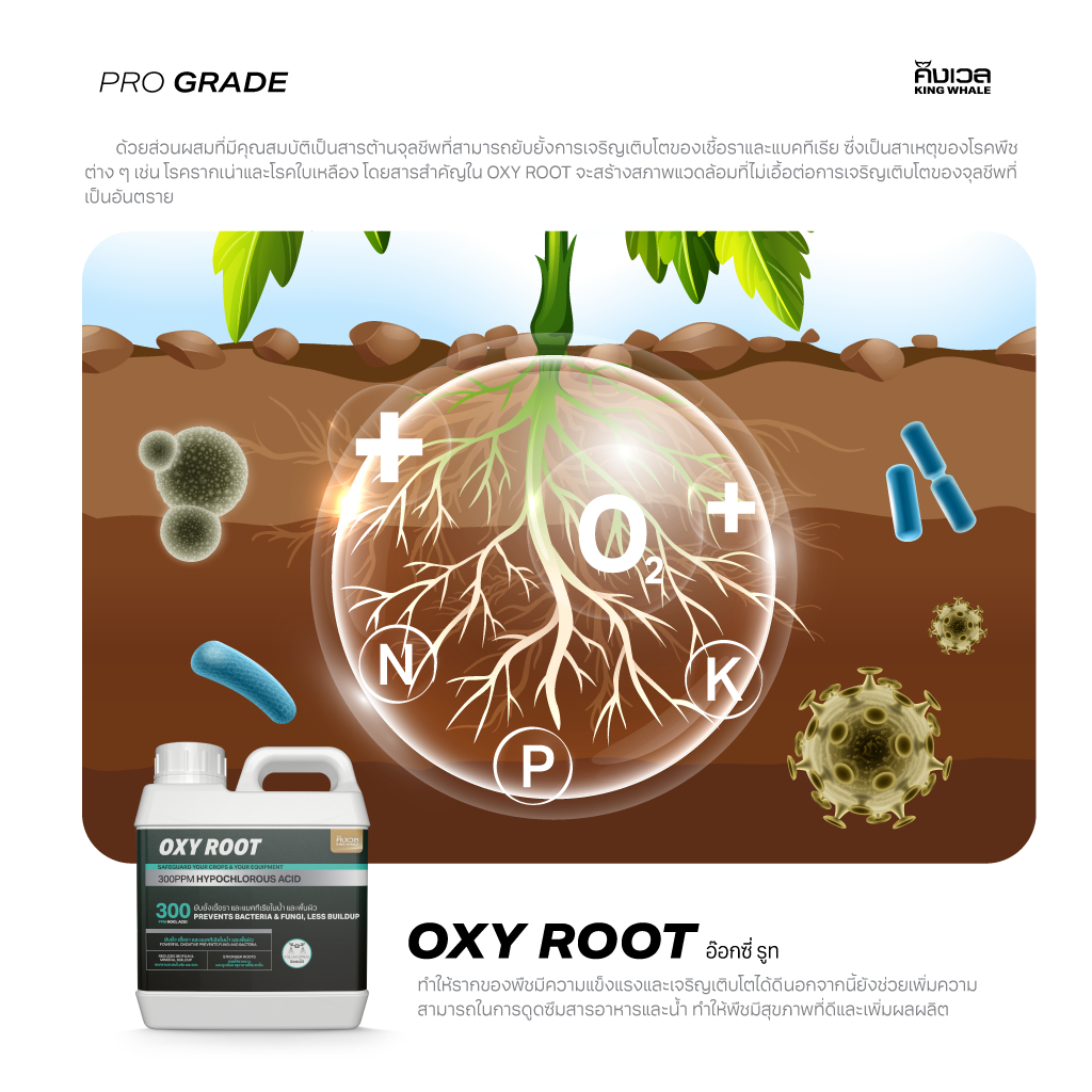 HOCl ACID เข้มข้น 300PPM ยับยั้งเชื้อราไม่ดี และแบคทีเรีย แก้รากเน่า สะอาดปล่อยภัย - OXYROOT อ๊อกซี่รูท (PART-C) | ปุ๋ย - รูปที่ 6