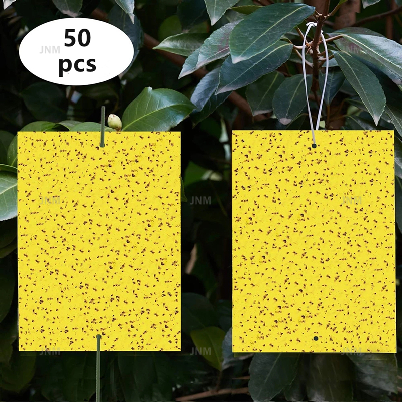 มาใหม่! 50 แผ่นแผ่นกาวสองหน้ากับดักแมลงวันติดแมลงสวนผลไม้แมลงขนาดเล็กสีดำผลไม้แมลงวันเพลี้ยไฟศัตรูพืชกับดักกาวดักแมลง