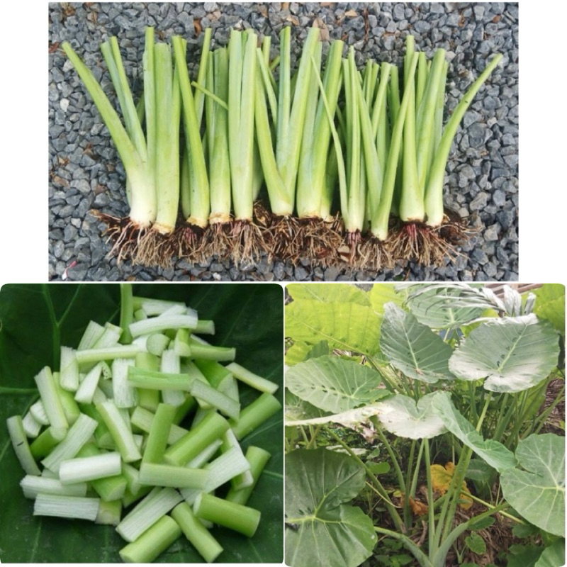 ต้นออดิบ/ต้นคูน/โชน (1ชุด 3-7ต้นพันธุ์) แถมฟรี 1 ต้น แบบเหง้า ทำอาหารได้ (แกงส้ม,แกงกระทิ,ลวก,ทานสด) หวาน กรอบ อร่อย