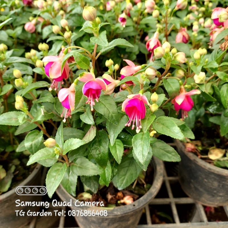 ต้น ดอกโคมญี่ปุ่น(Fuchsia) น่ารัก