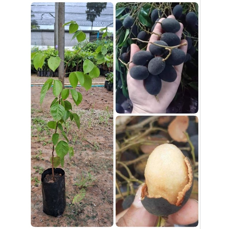 ต้นลูกหยียักษ์(เพาะเมล็ด)สูง40-50ซม.ผลใหญ่ เนื้อมาก รสชาติหวานไม่ติดฝาด ต้นพร้อมปลูก