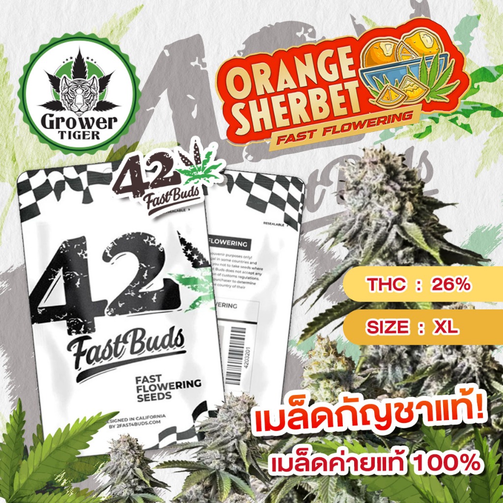 Orange Sherbet FF (fast flowering) 2 seed #เมล็ดกัญชา #fastbud #fastbud420 #เมล็ดกัญชาแท้