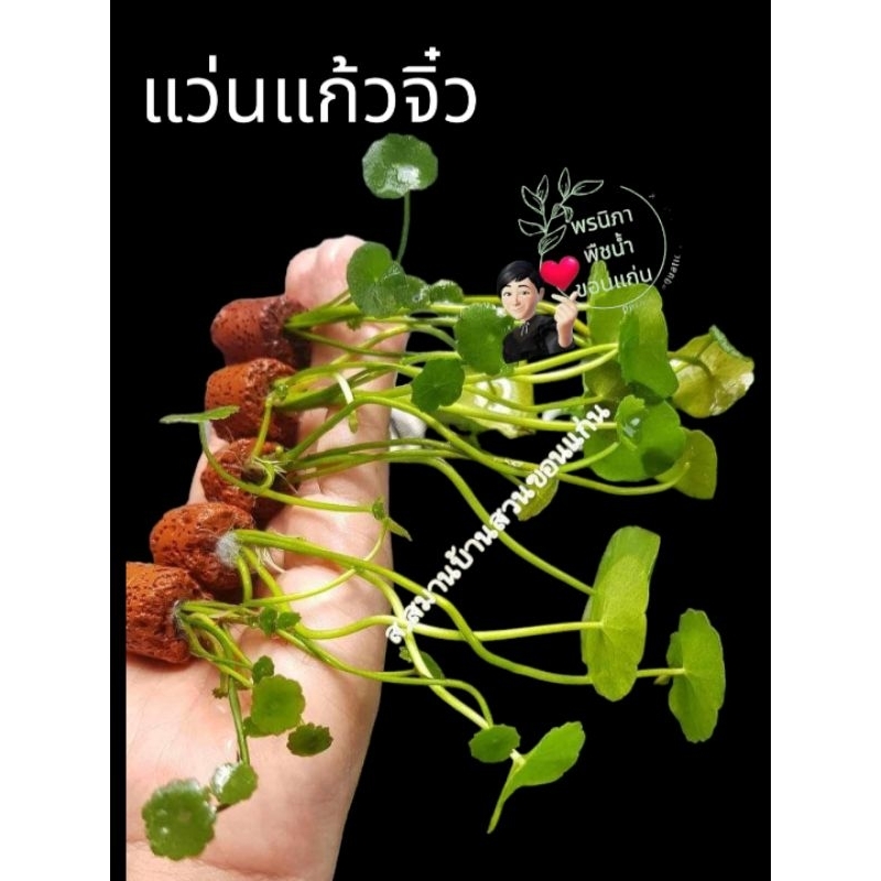 แว่นแก้วจิ๋วใช้ประดับอ่างปลาตู้ปลาสวยงาม 1 ชุดบรรจุ 5 ชิ้น