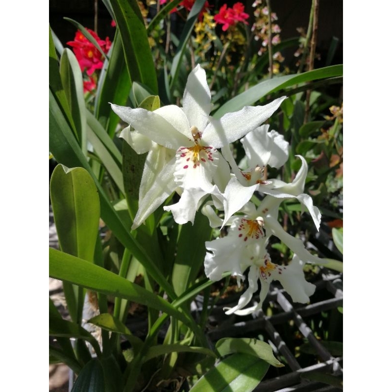 กล้วยไม้ ออนซิเดียม คละแบบ (Oncidium Orchids)​