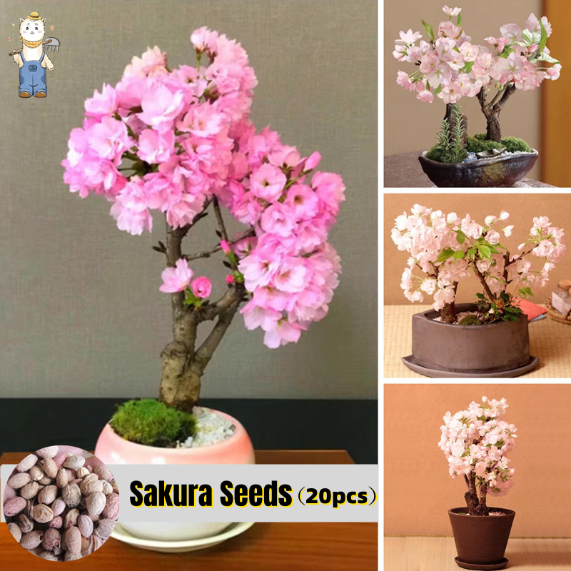 20 เมล็ด ปลูกง่าย ปลูกได้ทั่วไทย ของแท้ 100% Japanese Sakura Seeds เมล็ดซากุระญี่ปุ่น