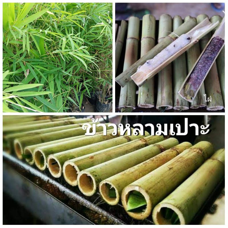 ไผ่ข้าวหลามเปาะ พร้อมปลูก