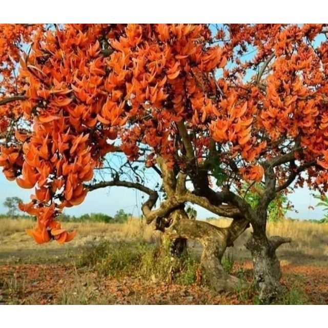 ขายทองกวาวหรือต้นจานมาดอกสีส้มสวย1ถุงดำแข็งแรงพร้อมปลูก เดือนธค-กพจะใบน้อยเพราะผลัดใบตามฤดูกาลไม่ต้องตกใจเดียวจะแตกใบใหม