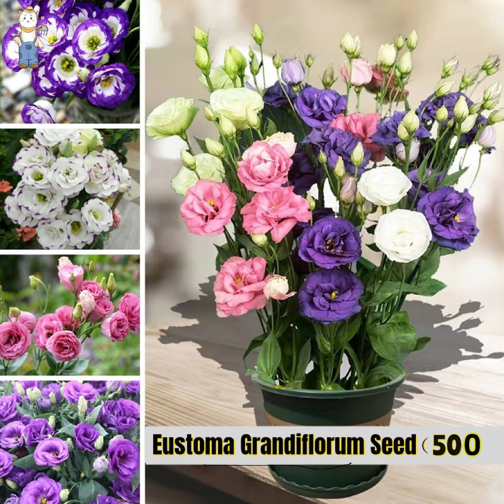 500 เมล็ด ขายเมล็ดพันธุ์/ประเทศไทยพร้อมสต็อก Eustoma Grandiflorum Flower Seeds ปลูกง่าย อัตราการงอกสูง