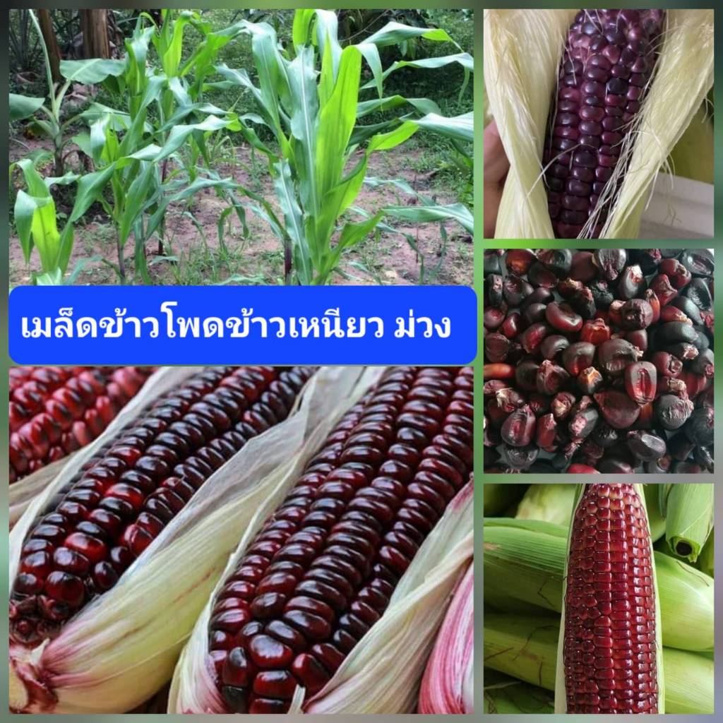 เมล็ดพันธุ์ข้าวโพดข้าวเหนียวม่วง 50 เมล็ด ข้าวโพดม่วง ข้าวโพดข้าวก่ำ