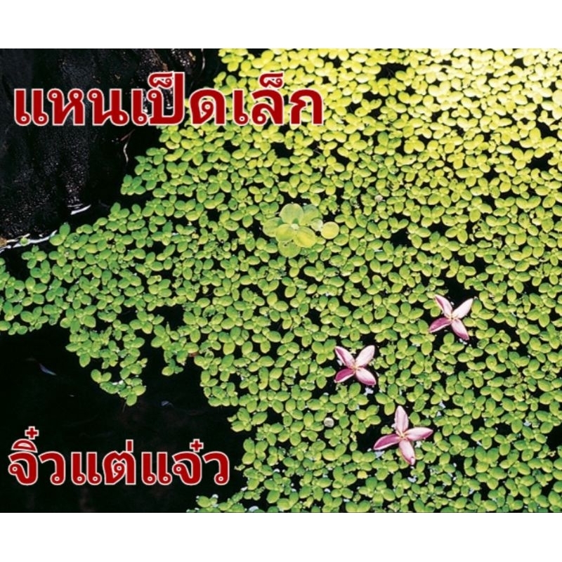 แหนเป็ดเล็ก จิ๋วแต่แจ๋ว - รูปที่ 5