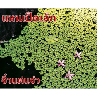 แหนเป็ดเล็ก จิ๋วแต่แจ๋ว