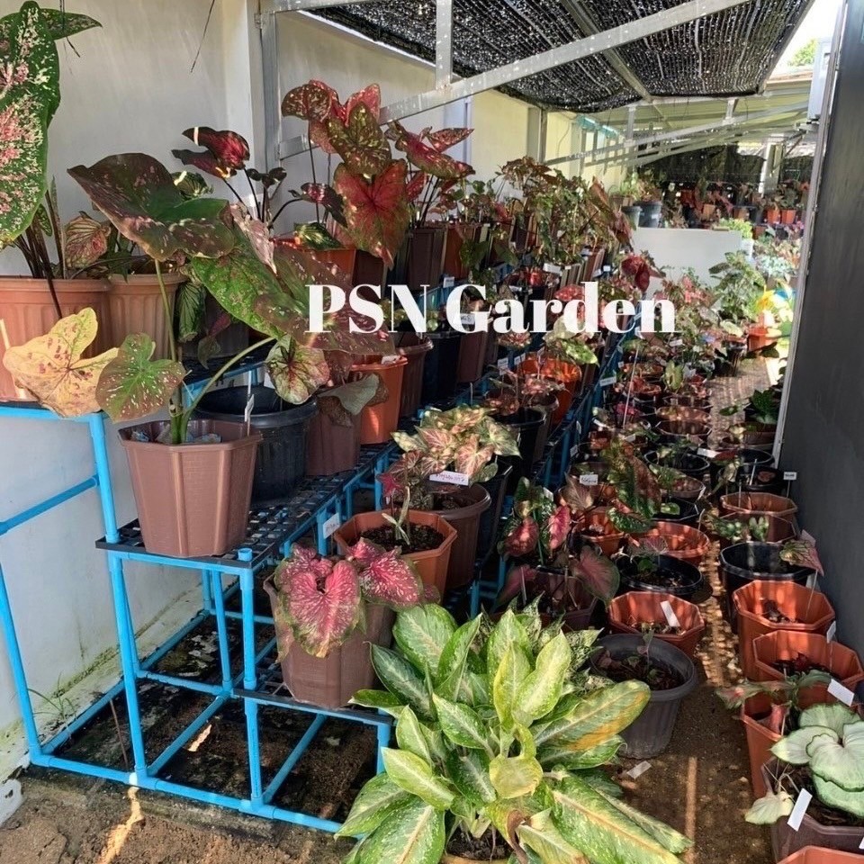 ชั้นวางต้นไม้ขั้นบันได แบบถอดประกอบ แบบ PCV - รูปที่ 4