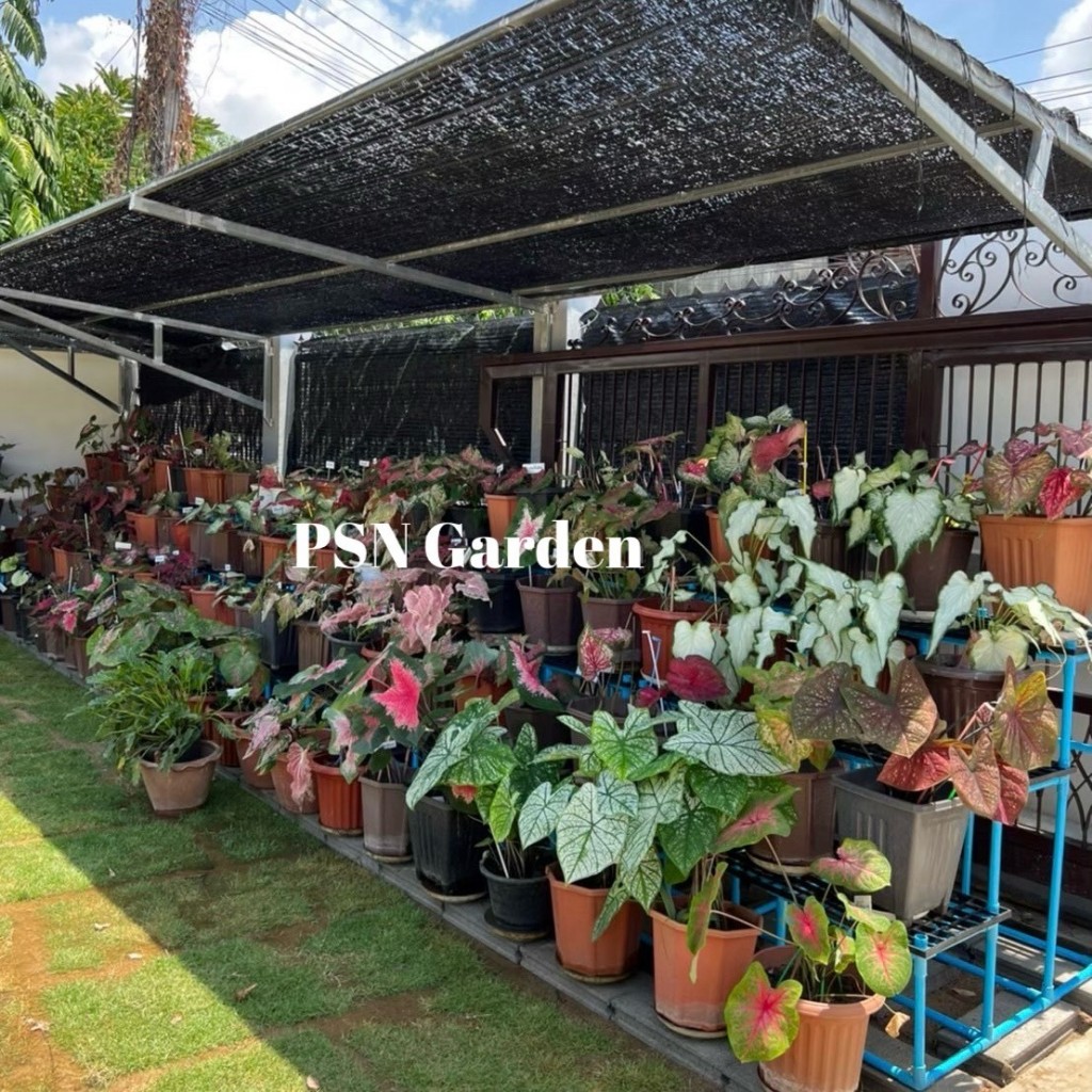 ชั้นวางต้นไม้ขั้นบันได แบบถอดประกอบ แบบ PCV - รูปที่ 6