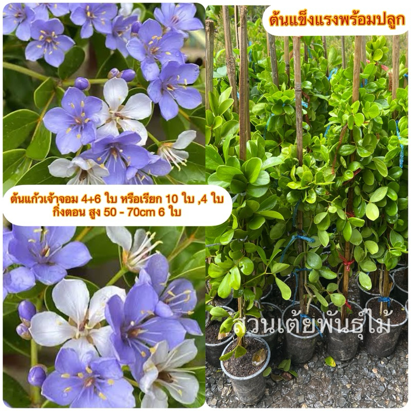 ต้นแก้วเจ้าจอม 4+6 ใบ หรือเรียก 10 ใบ ,4 ใบ กิ่งตอน สูง 50 - 70cm 6 ใบ