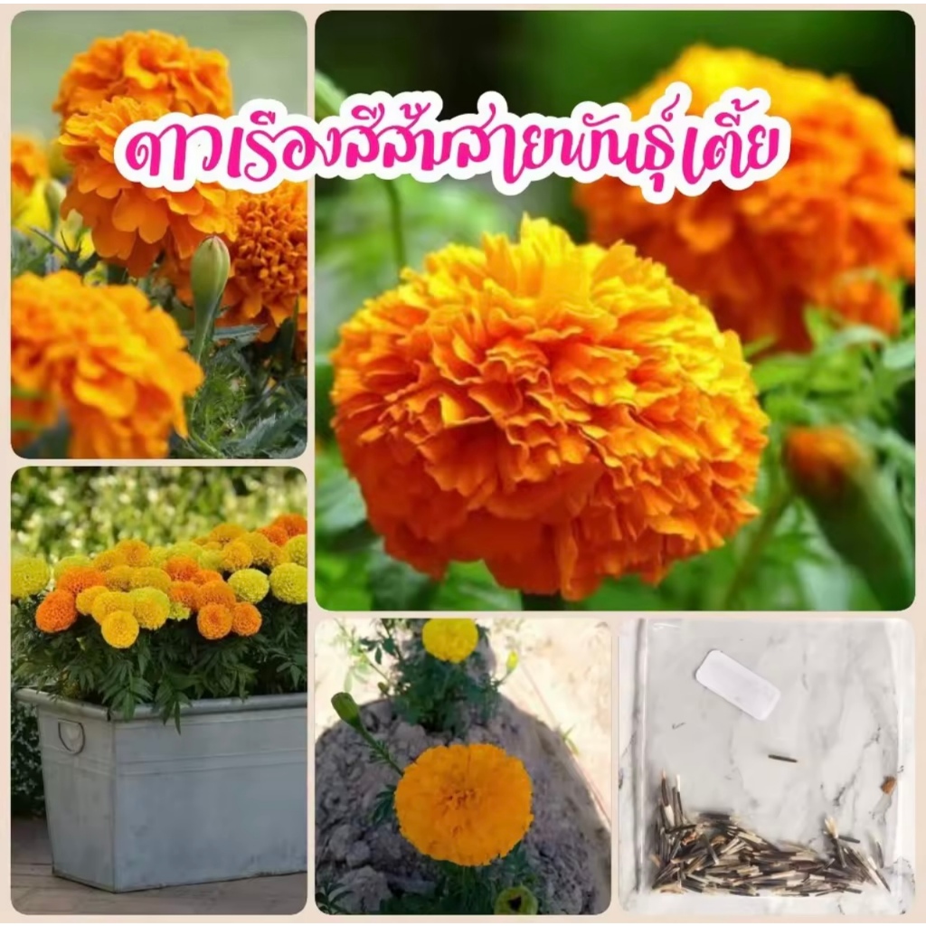 ซื่อ5แถม5 เมล็ดพันธุ์ดาวเรืองส้ม 500เมล็ด