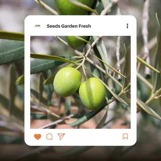 เมล็ดพันธุ์ มะกอก บรรจุ 50 เมล็ด [Seeds Garden Fresh]