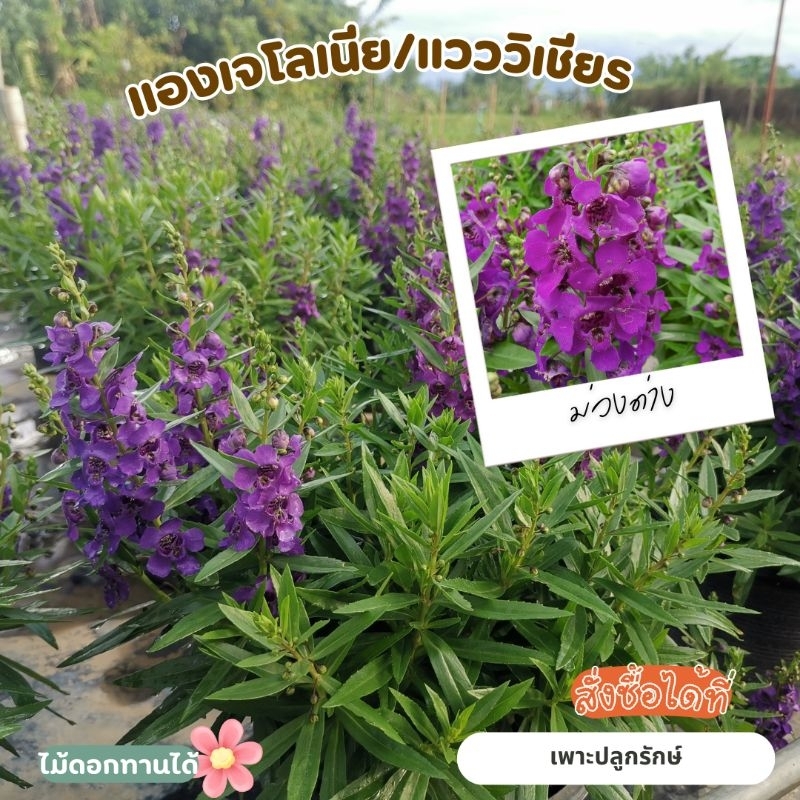 ต้นดอกแวววิเชียร /แองเจโลเนีย /ฟอร์เก็ตมีน็อตไทย (Angelonia)  F13 ดอกดก ดอกนาน ไม้แดด มีหลายสี #ดอกไม้ทานได้ - รูปที่ 2