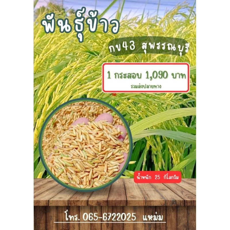 พันธุ์ข้าวกข43 น้ำหนัก 1 กิโลกรัม เมล็ดพันธุ์ข้าว กข43 สุพรรณบุรี