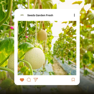 เมล็ดพันธุ์ เมล่อน Melon บรรจุ 10 เมล็ด [Seeds Garden Fresh]