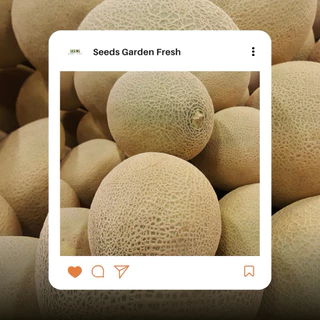 เมล็ดพันธุ์ เมล่อน Melon บรรจุ 10 เมล็ด [Seeds Garden Fresh]
