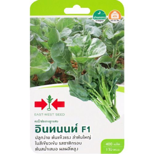 เมล็ดคะน้าฮ่องกง อินทนนท์