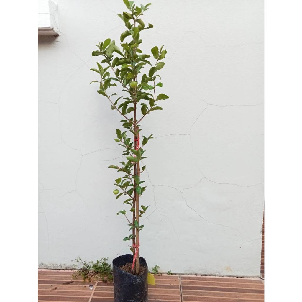 ต้นเชอร์รี่หวาน (แบบกิ่งตอน) ขนาดความสูง 60-70 ซม. - รูปที่ 2