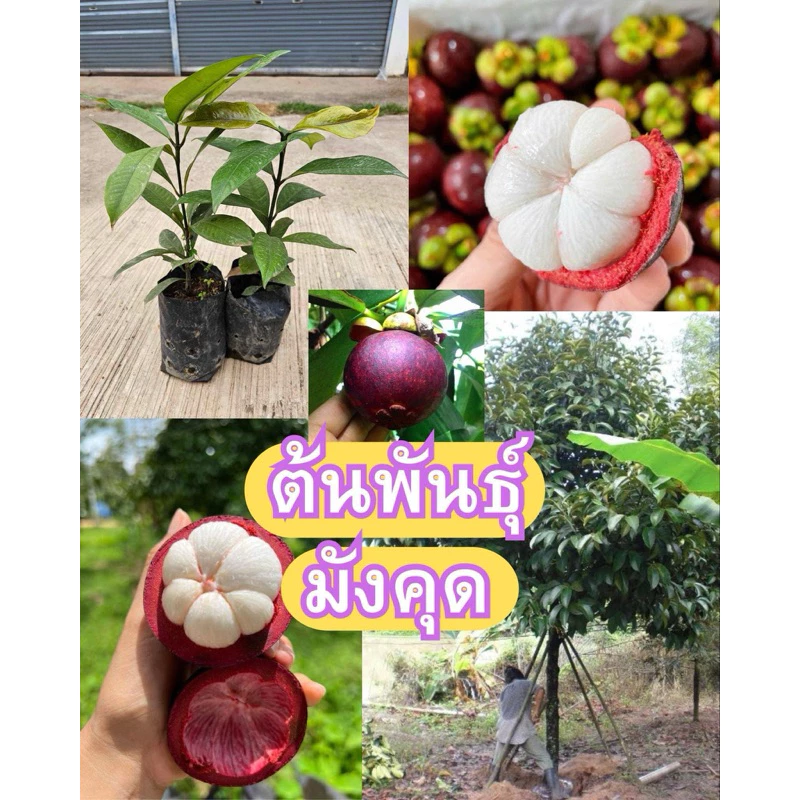 #ต้นมังคุด สูงราว40 เซน ให้ผลไวภายใน3ปี