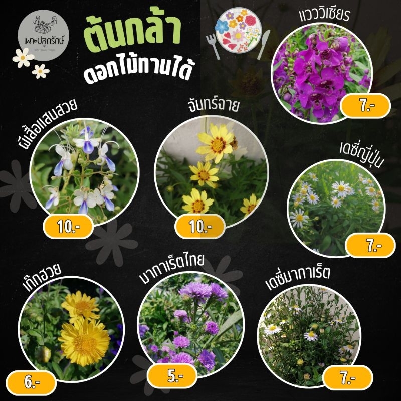 ต้นกล้าดอกไม้ทานได้ ต้นกล้าสมุนไพร​ฝรั่ง​ (สั่งขั้นต่ำ 10 ต้น คละได้)​ #ผีเสื้อแสนสวย #เดซี่ #เก๊ก​ฮวย ​#จันทร์​ฉาย
