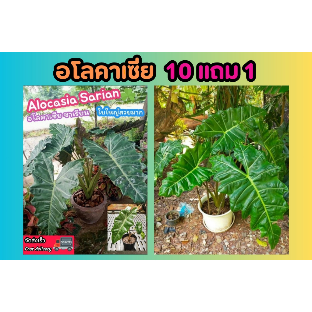 อโลคาเซีย ซาเรียน หูช้าง Alocasia Sarian Ele 🌿phant's Ear​ ต้นไม้ฟอกอากาศ​ ไม้มงคล​ บอนสี​ แต่งบ้าน​